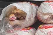 کشف و توقیف 600 کیلوگرم گوشت مرغ تاریخ منقضی در شهرستان طرقبه شاندیز